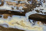 Polished Petrified Wood Limb (Schinoxylon) Section - Wyoming #184850-1